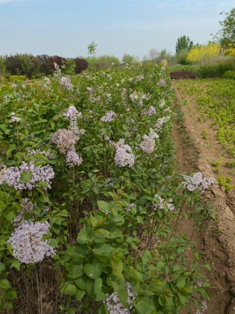 河北丁香小苗高度50-100公分丁香苗薄利多销