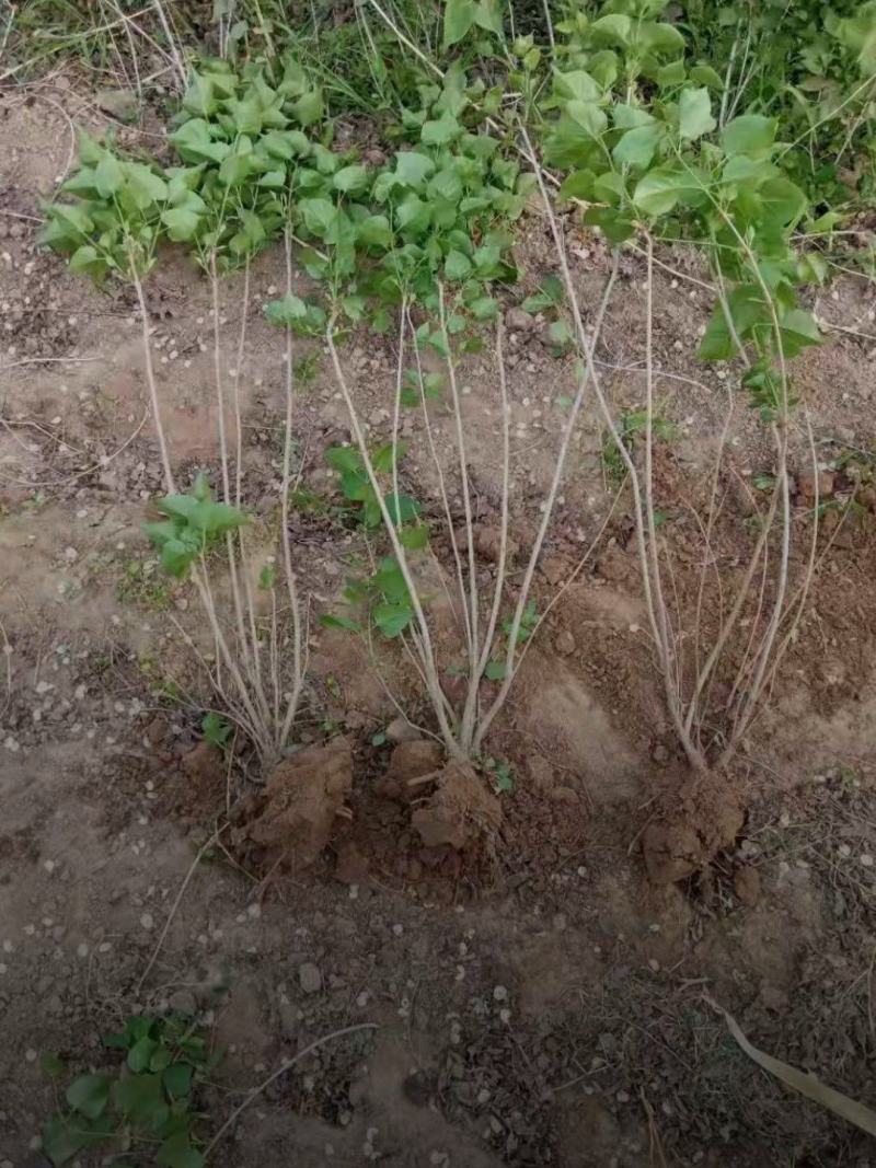 河北丁香小苗高度50-100公分丁香苗薄利多销