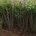河北丁香小苗高度50-100公分丁香苗薄利多销