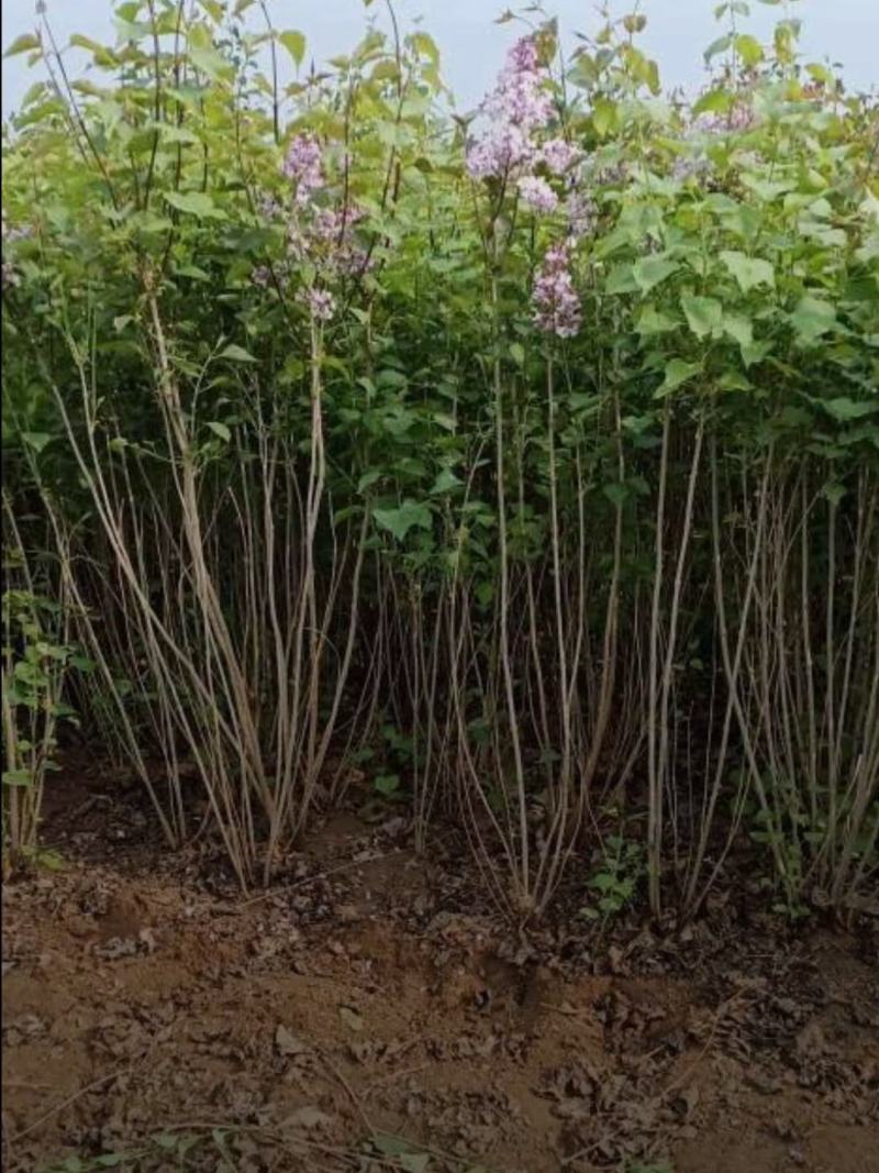 河北丁香小苗高度50-100公分丁香苗薄利多销