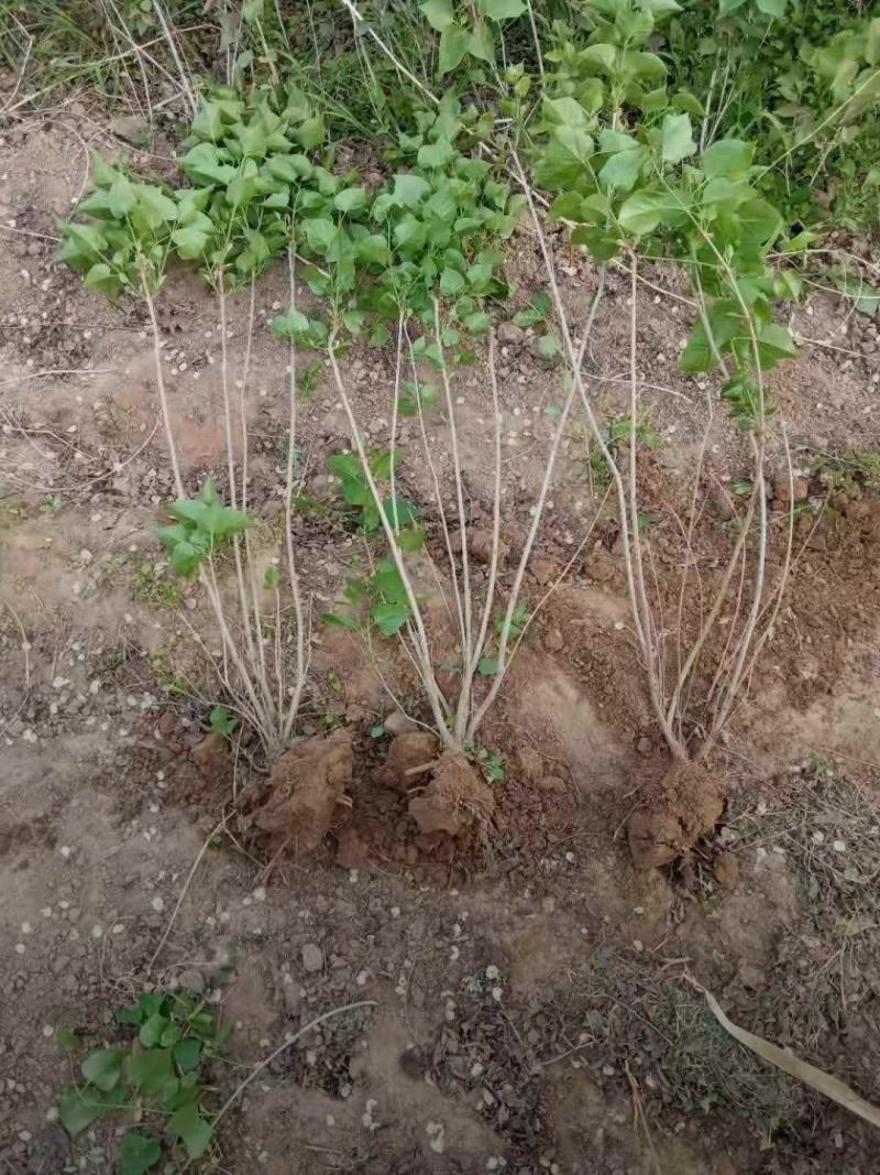 河北丁香小苗高度50-100公分丁香苗薄利多销