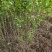 河北丁香小苗高度50-100公分丁香苗薄利多销