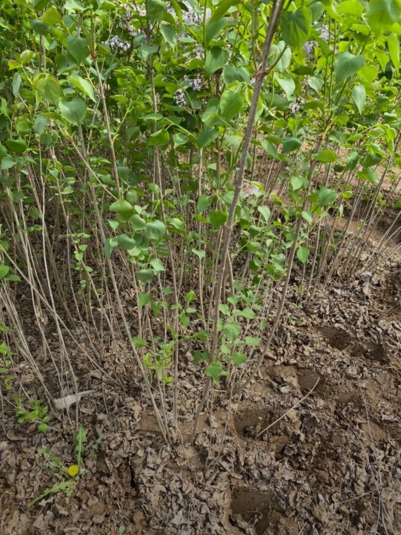 河北丁香小苗高度50-100公分丁香苗薄利多销