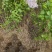 河北丁香小苗高度50-100公分丁香苗薄利多销