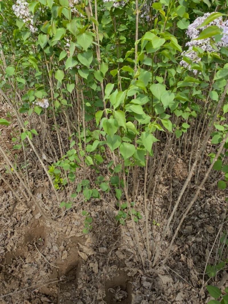河北丁香小苗高度50-100公分丁香苗薄利多销