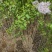 河北丁香小苗高度50-100公分丁香苗薄利多销