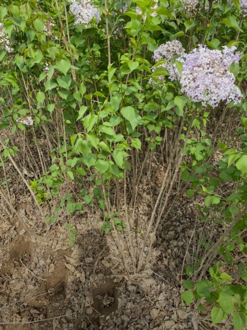 河北丁香小苗高度50-100公分丁香苗薄利多销
