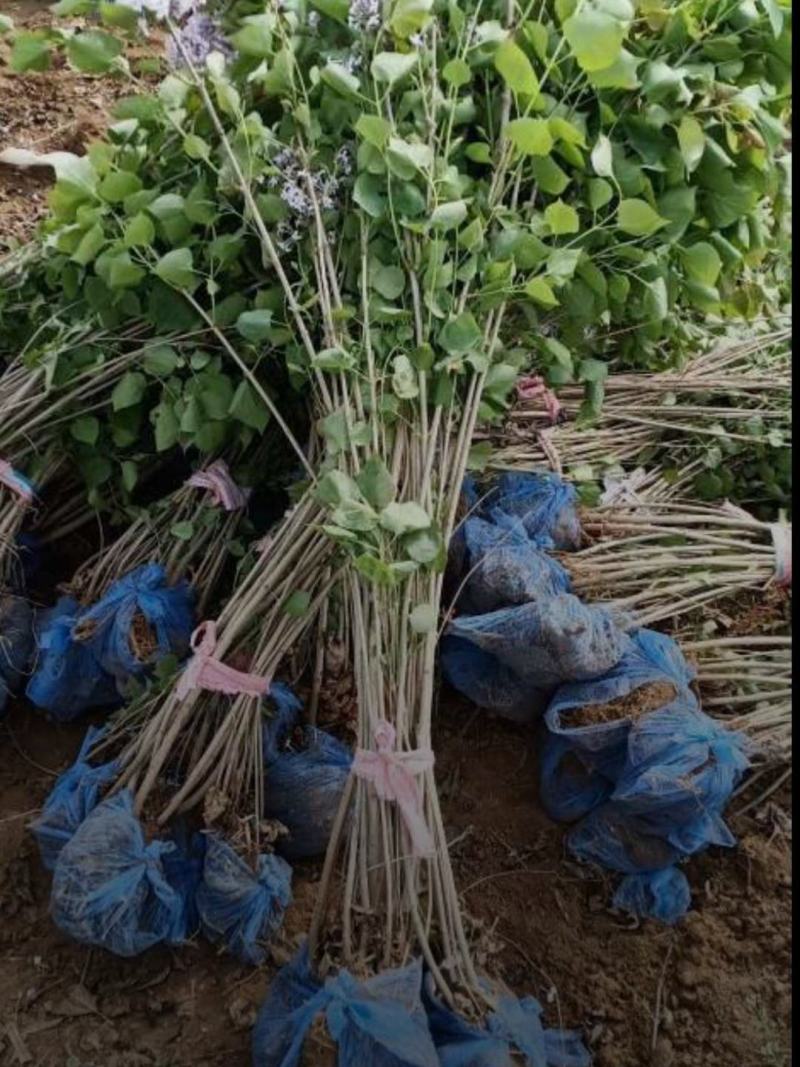 河北丁香小苗高度50-100公分丁香苗薄利多销