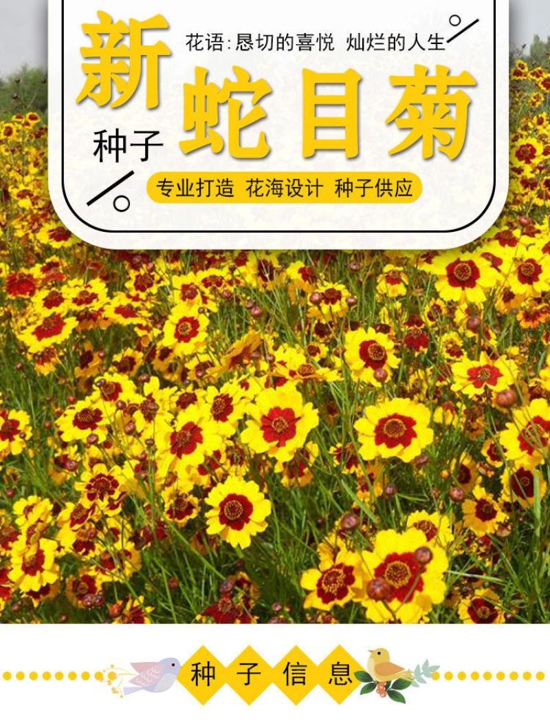 蛇目菊种子，昆仑雪菊天山雪菊花籽盆栽庭院阳台四季播种花卉