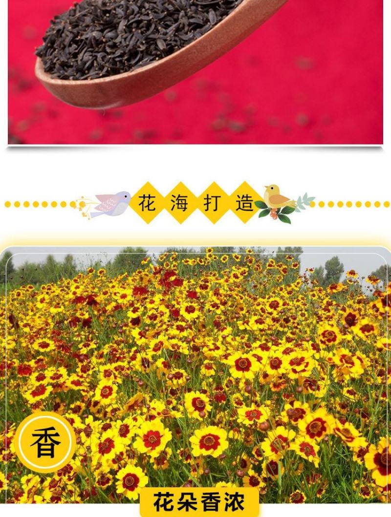 蛇目菊种子，昆仑雪菊天山雪菊花籽盆栽庭院阳台四季播种花卉