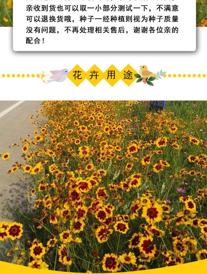 蛇目菊种子，昆仑雪菊天山雪菊花籽盆栽庭院阳台四季播种花卉