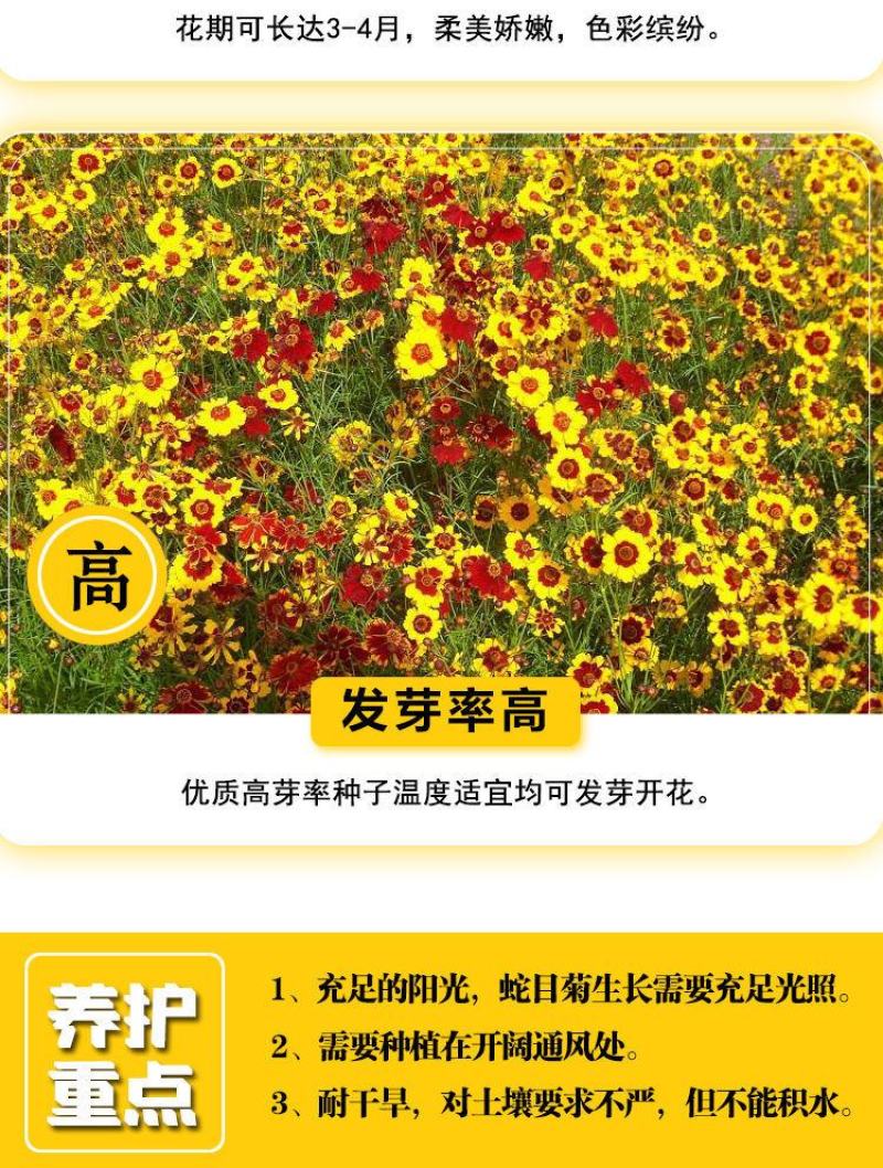 蛇目菊种子，昆仑雪菊天山雪菊花籽盆栽庭院阳台四季播种花卉