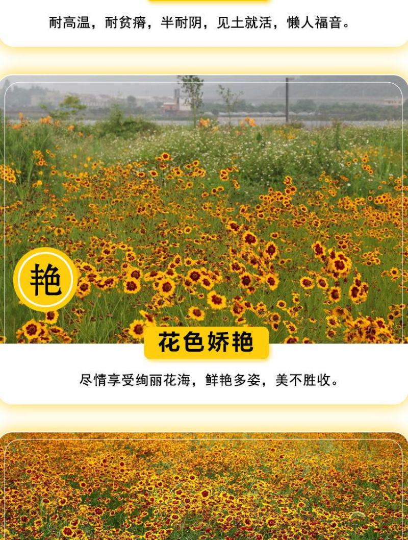 蛇目菊种子，昆仑雪菊天山雪菊花籽盆栽庭院阳台四季播种花卉