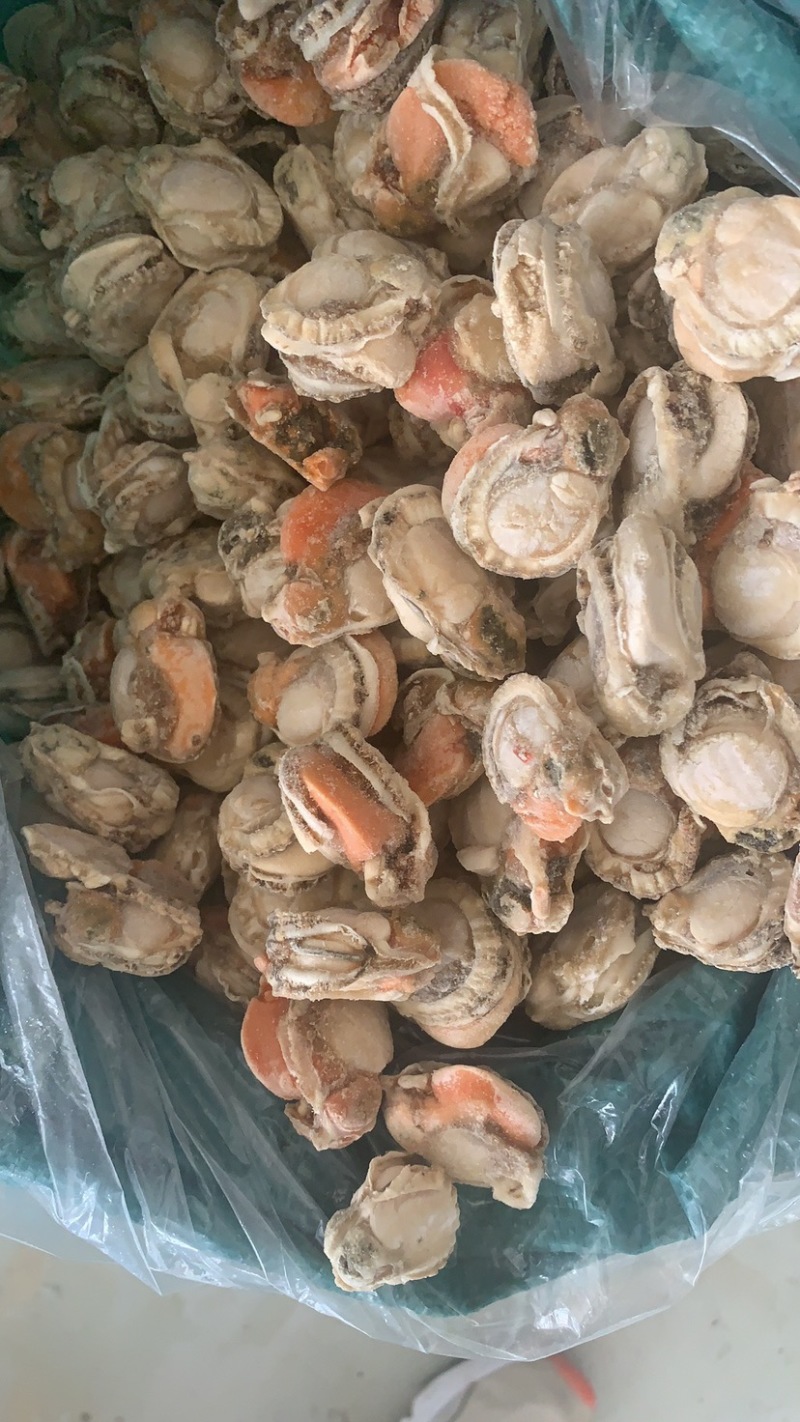 连云港海鲜批发扇贝肉贝丁无冰衣扇贝肉