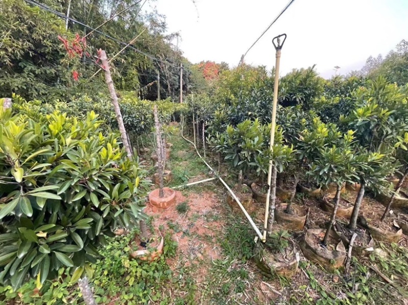 黄金山竹苗岭南山竹苗风景庭院种植