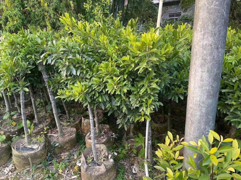 黄金山竹苗岭南山竹苗风景庭院种植