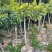 黄金山竹苗岭南山竹苗风景庭院种植