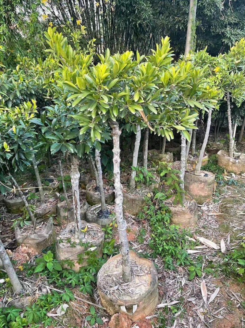 黄金山竹苗岭南山竹苗风景庭院种植