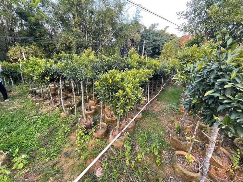 黄金山竹苗岭南山竹苗风景庭院种植