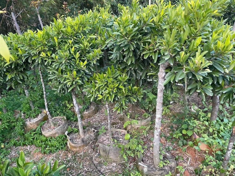 黄金山竹苗岭南山竹苗风景庭院种植