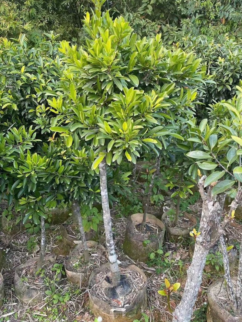 黄金山竹苗岭南山竹苗风景庭院种植