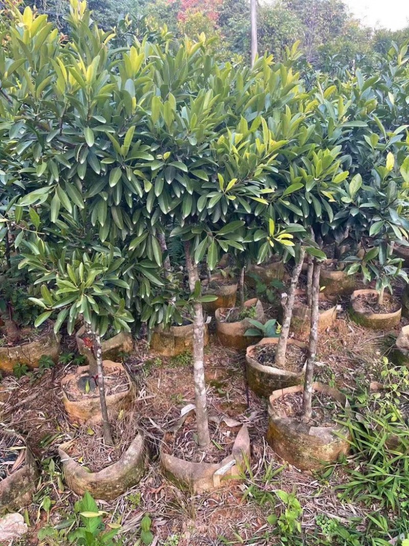 黄金山竹苗岭南山竹苗风景庭院种植