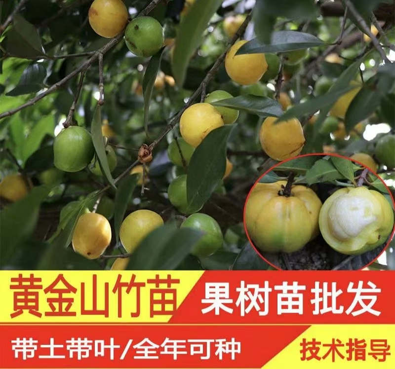 黄金山竹苗岭南山竹苗风景庭院种植