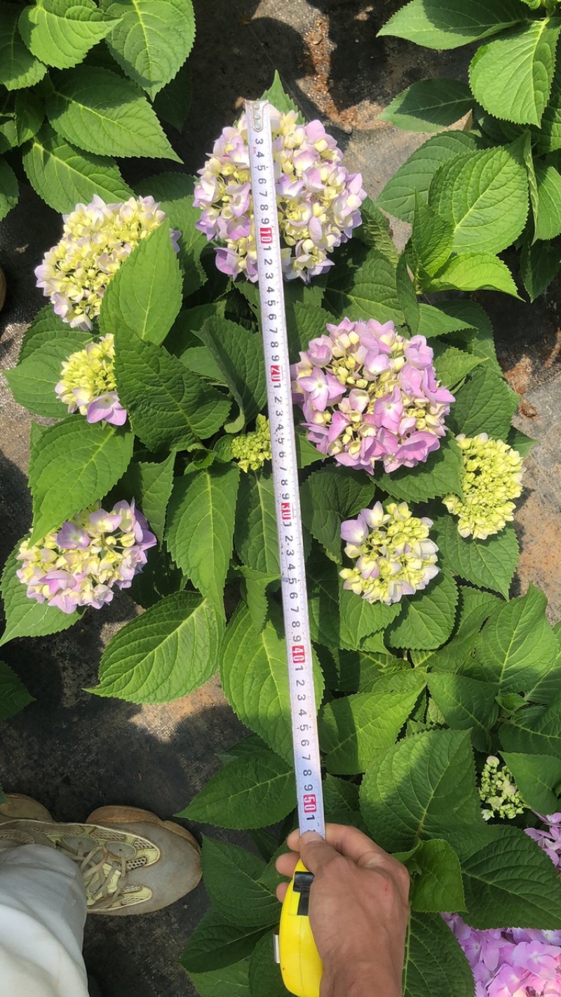无尽夏绣球