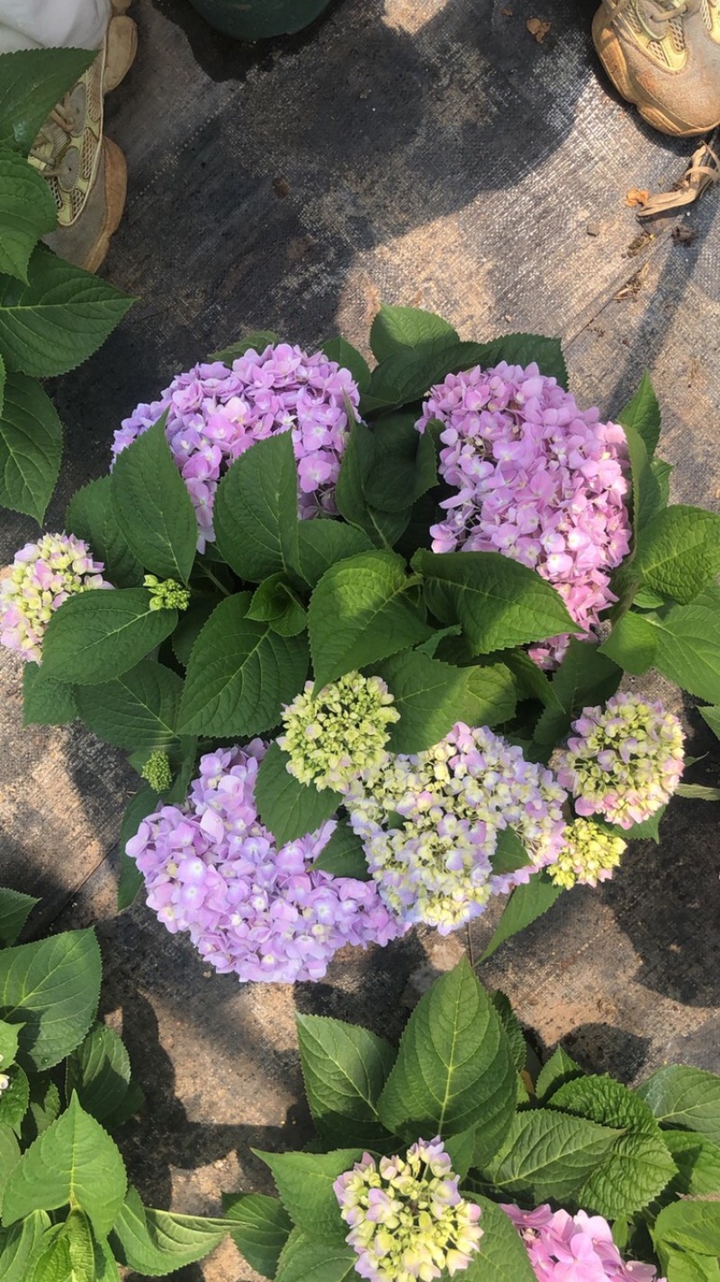 无尽夏绣球