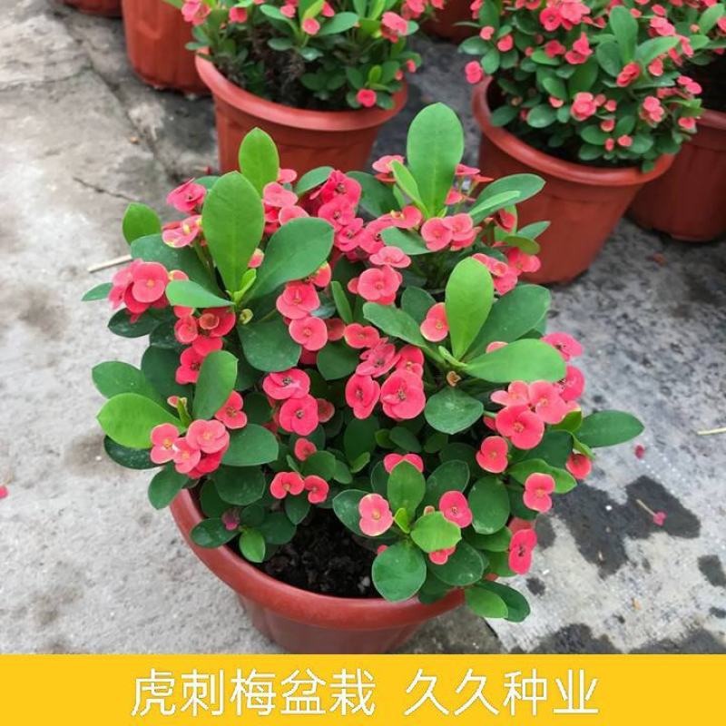 虎刺梅盆栽四季常青开花绿植铁海棠室内阳台净化空气