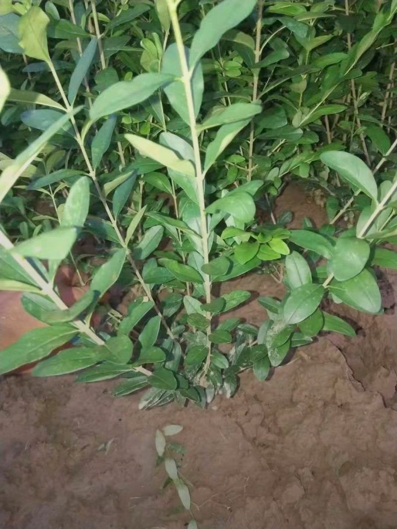 河北保定水蜡40-80公分水蜡小苗现货出售