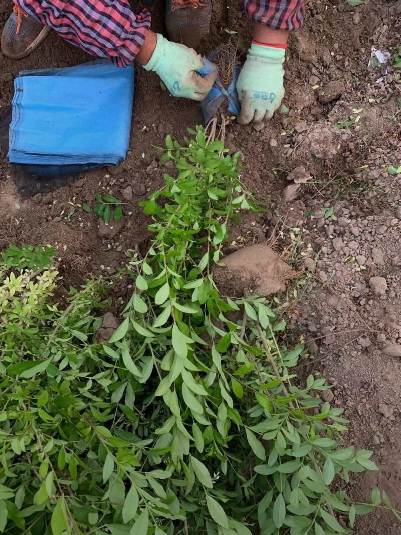 河北保定水蜡40-80公分水蜡小苗现货出售