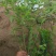 河北保定水蜡40-80公分水蜡小苗现货出售
