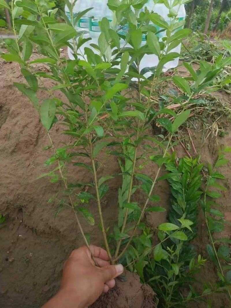 河北保定水蜡40-80公分水蜡小苗现货出售