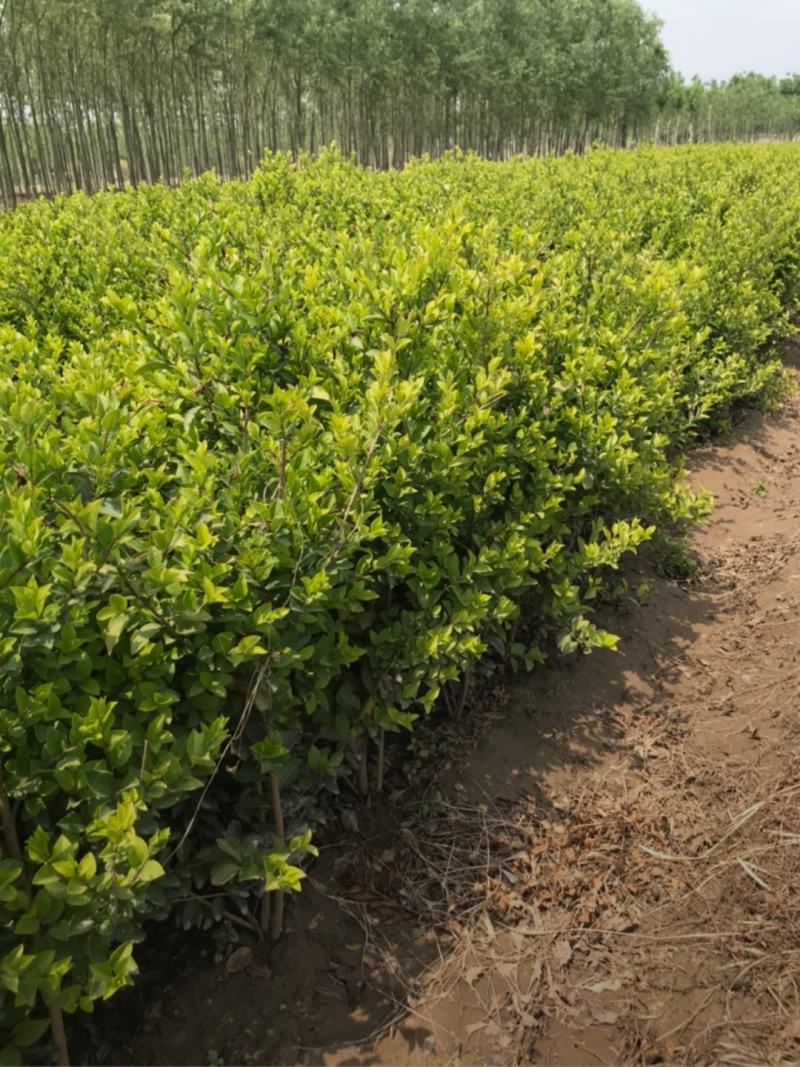 河北保定水蜡40-80公分水蜡小苗现货出售