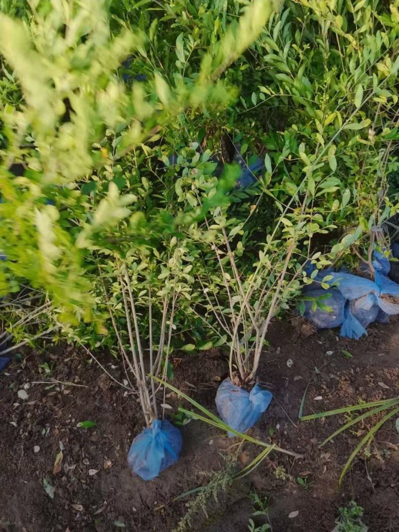 河北保定水蜡40-80公分水蜡小苗现货出售