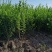 河北保定水蜡40-80公分水蜡小苗现货出售