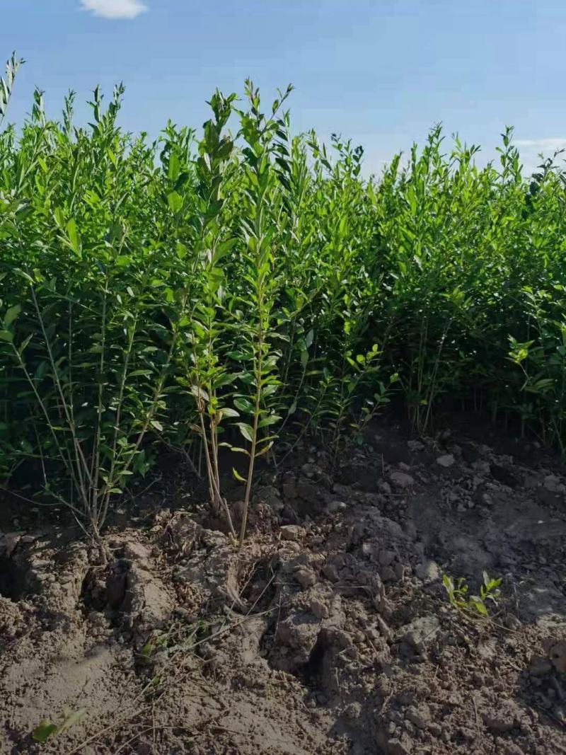 河北保定水蜡40-80公分水蜡小苗现货出售