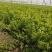 河北保定水蜡40-80公分水蜡小苗现货出售