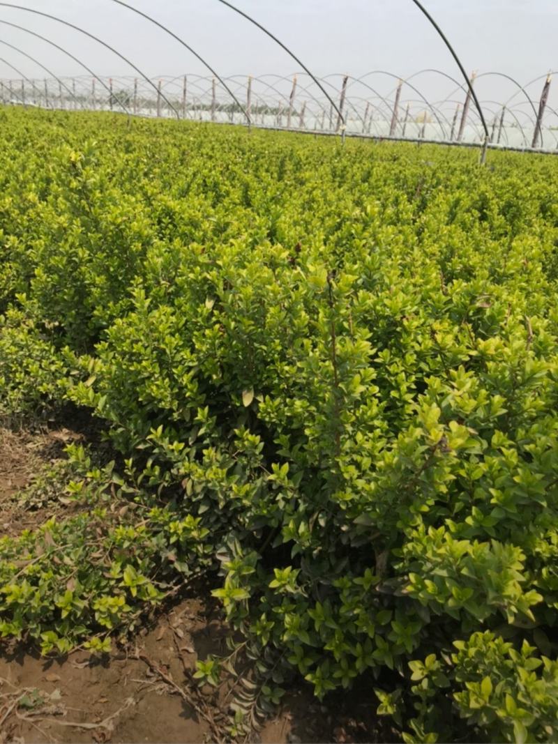 河北保定水蜡40-80公分水蜡小苗现货出售