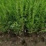河北保定水蜡40-80公分水蜡小苗现货出售