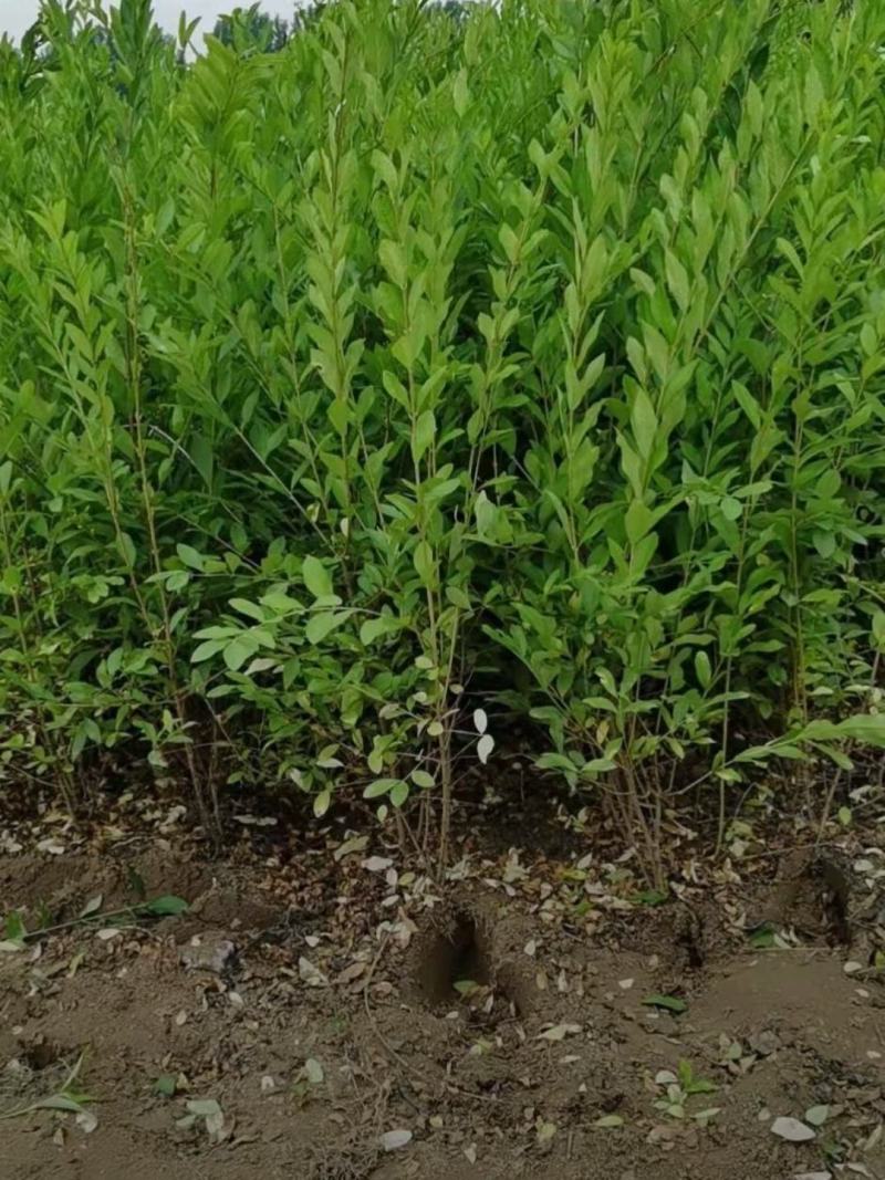 河北保定水蜡40-80公分水蜡小苗现货出售