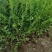 河北保定水蜡40-80公分水蜡小苗现货出售