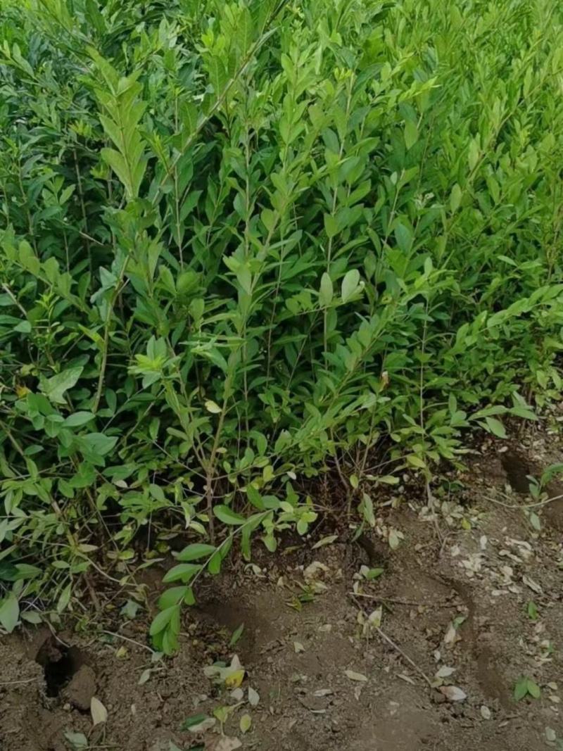 河北保定水蜡40-80公分水蜡小苗现货出售