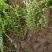河北保定水蜡40-80公分水蜡小苗现货出售
