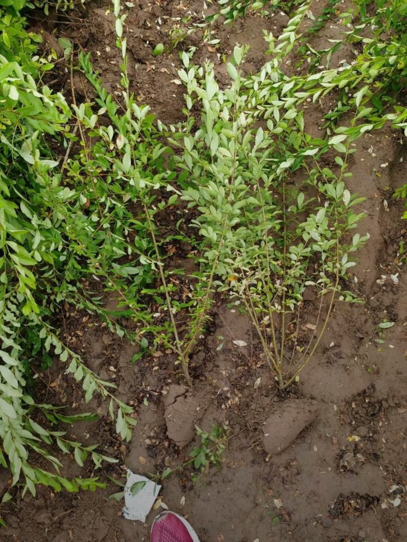 河北保定水蜡40-80公分水蜡小苗现货出售