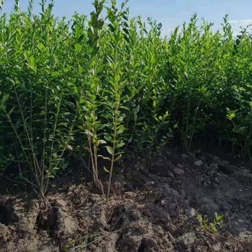 河北保定水蜡40-80公分水蜡小苗现货出售