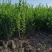 河北保定水蜡40-80公分水蜡小苗现货出售