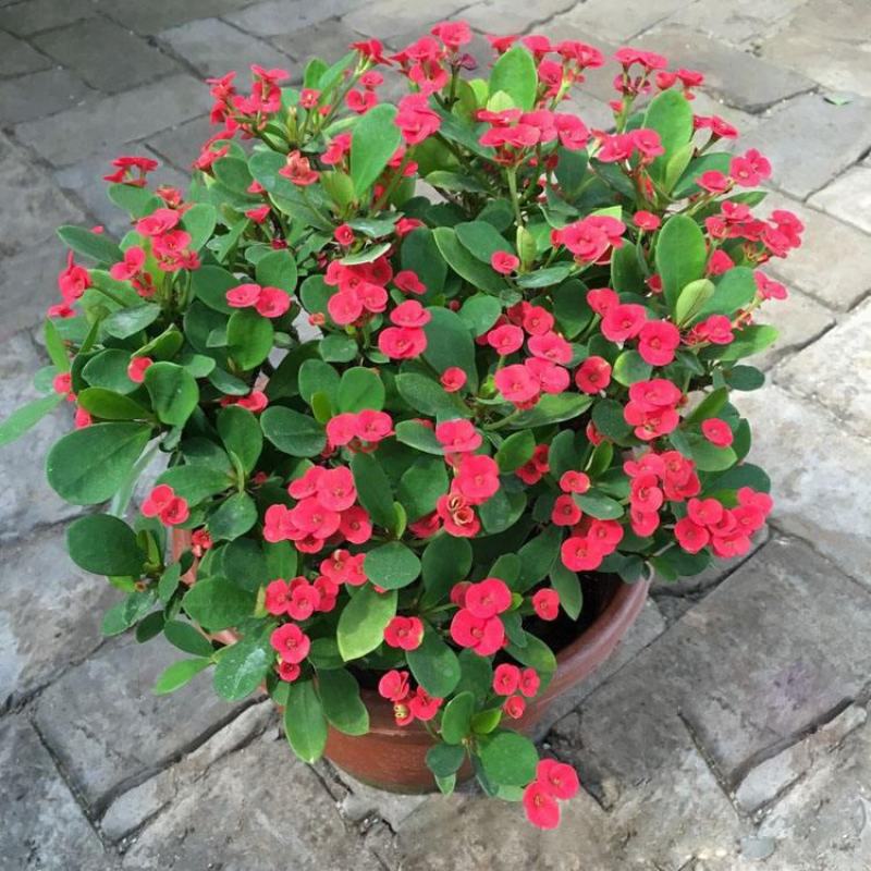 虎刺梅盆栽四季常青开花绿植铁海棠室内阳台净化空气