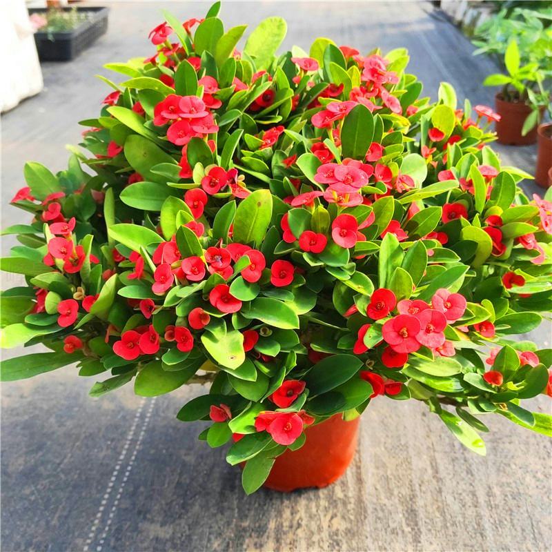 虎刺梅盆栽四季常青开花绿植铁海棠室内阳台净化空气